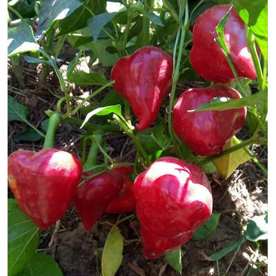 перец сладкий Леся