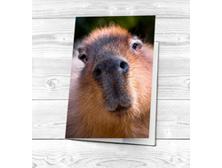 Обложка на паспорт Капибара, Kapibara-san №14