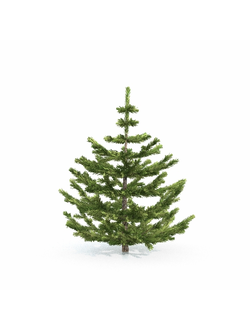 хвойные Ель 4_01