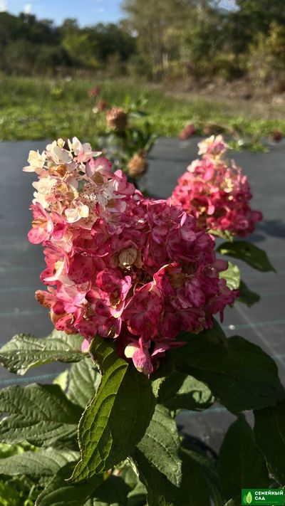 Гортензия метельчатая "Петит Лантерн"