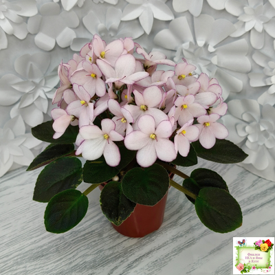 Н-Дюймовочка (Н. Бердникова)