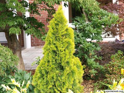 Голден Смарагд купить - Красовский-Сад.рф