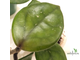 Hoya Carnosa Chelsea Clon A