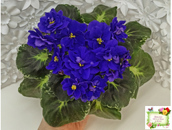 Р-Голубика (В. Зуб) 2023 г.