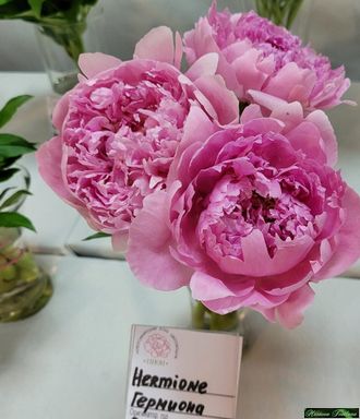 Paeonia Hermione