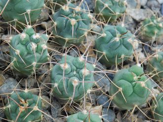 Gymnocalycium bruchii v. niveum VG 536