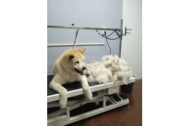 Японская акита ЙОШКА