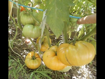 Томат Амана Оранж (Amana orange)