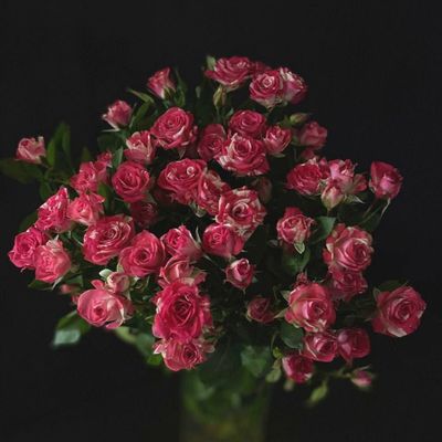 Кустовая роза 60 см. 15 шт