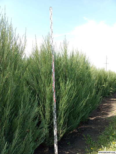 Можжевельник СкайРокет 5 метров
