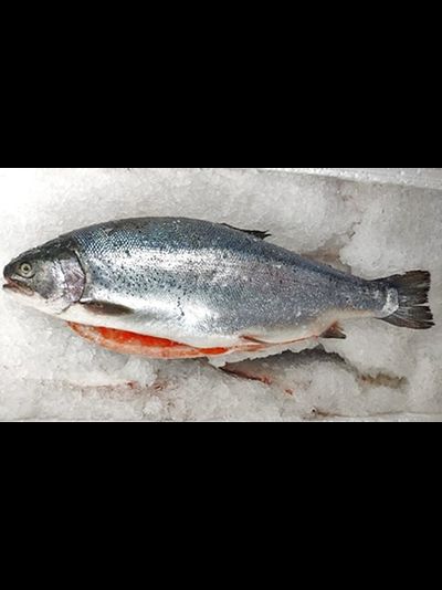 ФОРЕЛЬ МОРСКАЯ С/М С ГОЛОВОЙ ПОТРОШЕНАЯ МУРМАНСК 2-3кг
