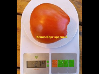 Томат Кенигсберг красный