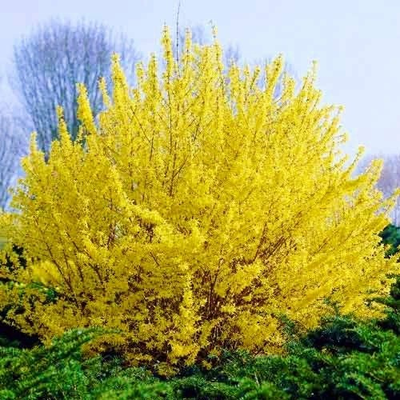 форзиция голдзаубер