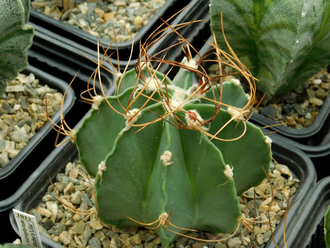 Astrophytum niveum f.albispinum - 10 семян