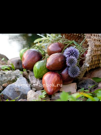 Томат Восставший Звездный Истребитель Прайм, 10 шт