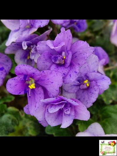 Skagit Victory Trails (W. Lindstrom)  (5659) 01/30/1984 трейлер