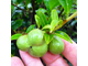 Семена Зеленого чая, Камелии китайской (Camellia sinensis var. assamica) Organic (нераф) 10 мл - масло базовое