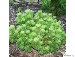 Сосна горная Петерле - Peterle