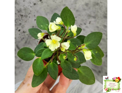 Chantaspring (R. Р. Hair) 1996 г. трейлер (пасынок посажен 20.10.25)