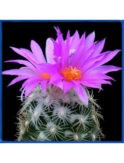 Neolloydia grandiflora GM 055