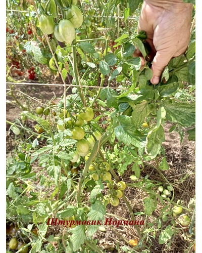 Томат Штурмовик Норман черри (Stormin Norman)