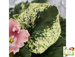 НД-Морковка (Н. Данилова-Суворова) 2021 г.