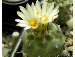 Turbinicarpus schwarzii (семена)