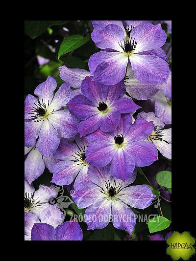 Клематис &quot;Cloudburst&quot; (Клаудберст) (3 группа обрезки)