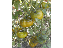 Томат Зеленая сластена