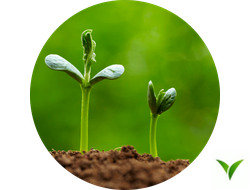 Стимуляторы роста