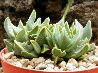 Faucaria bosscheana Aberdeen rd (MG-1493.2) - 5 семян