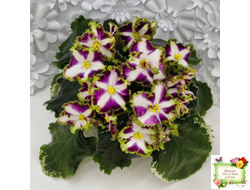 Лесной Царь (Кузина, Артемова) 2009 г. химера (стартер сорт)