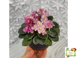 ML-Мама Ирочка (Miniviolets Lux) 2023 г.