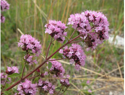 Душица обыкновенная, Орегано (Origanum vulgare) 5 мл  - 100% натуральное эфирное масло