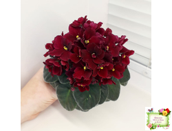 Jolly Mars (H.Pittman), #9718 (01/15/2007)