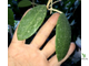 Hoya sp. ‘ Black Leaves ‘  from Prachinburi Province in Thailand (EPC-301)