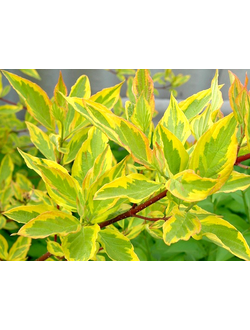 Дёрен белый Gouchaultii