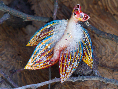 "Бабочка Вогненной Лисички", кулон из глины и шёлка