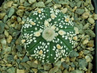 Astrophytum asterias SK x AS KIKKO (1140.1) - 10 семян