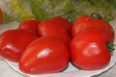 Zore’s big red