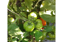 Выстрел, ранний дет., 30 -50 см