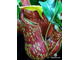 Непентес Гая | Nepenthes Gaya