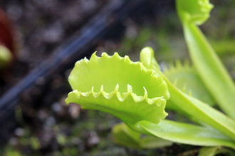 Dionaea muscipula "Werewolf"