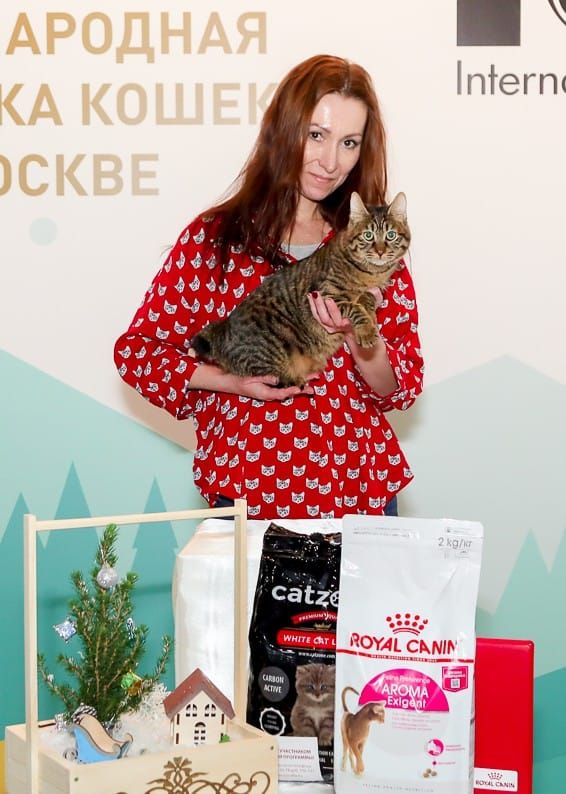 ShawlsCity Gardemarin Dracula кот Курильский бобтейл