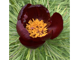 Paeonia tenuifolia "Шоколадка"