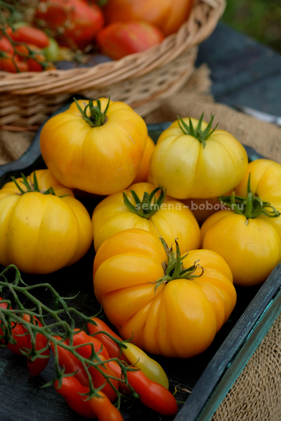 Томат CDOXCDH Б. Хортона, 10 шт