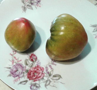 Семена томата Тайга