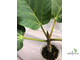 Ficus Vasta / фикус Васта