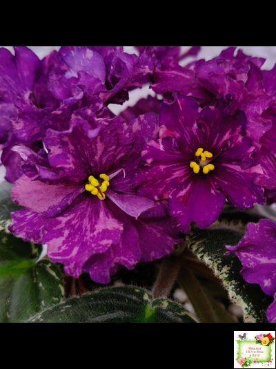 РМ-Финикийская Принцесса (Н. Скорнякова) 2023 г.