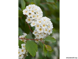 Спирея вангутта купить в интернет-магазине красовский-сад.рф